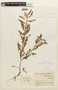 Chamaecrista nictitans var. ramosa image