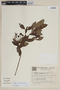 Gomidesia palustris image