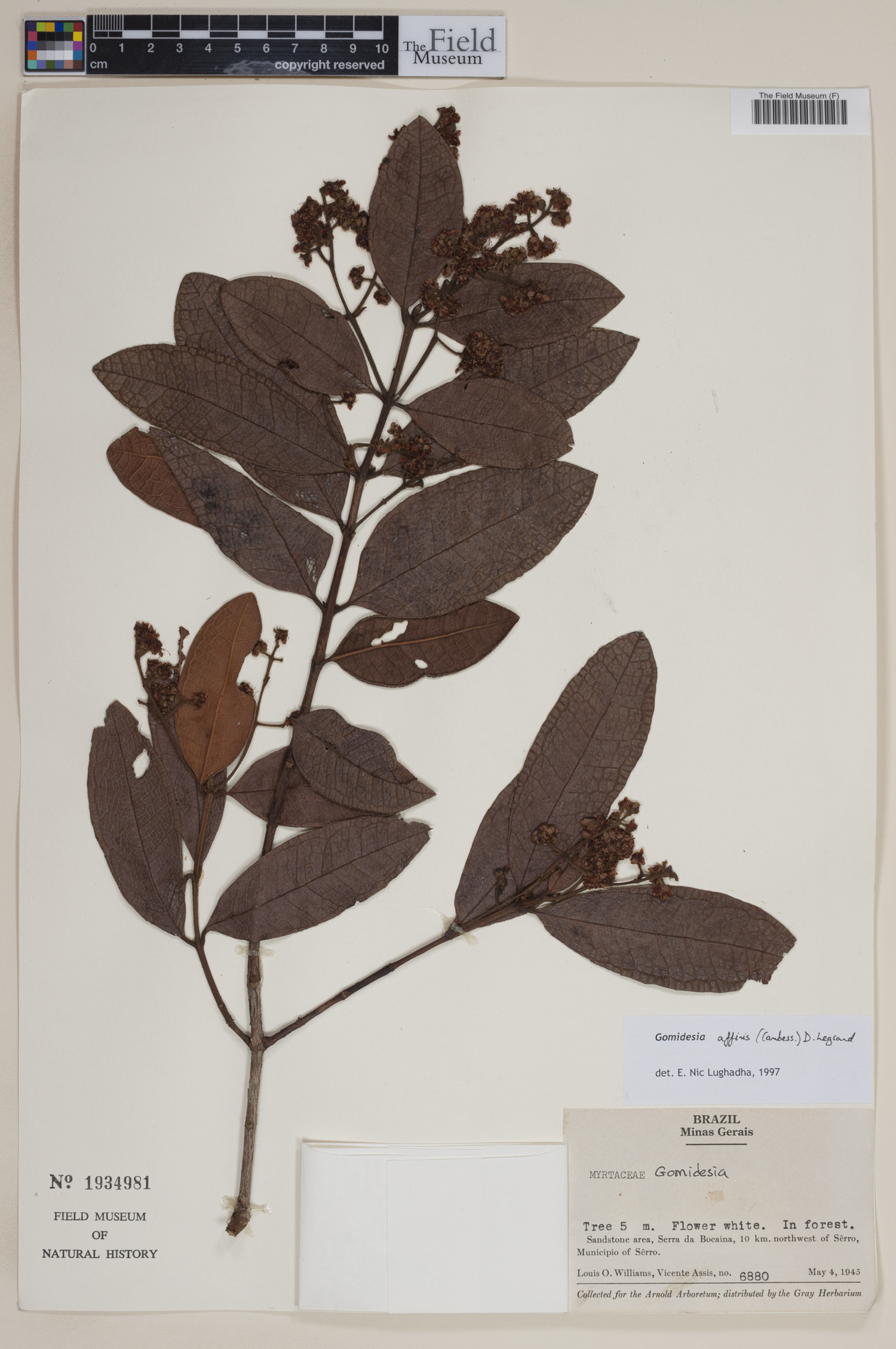 Gomidesia cordiifolia image