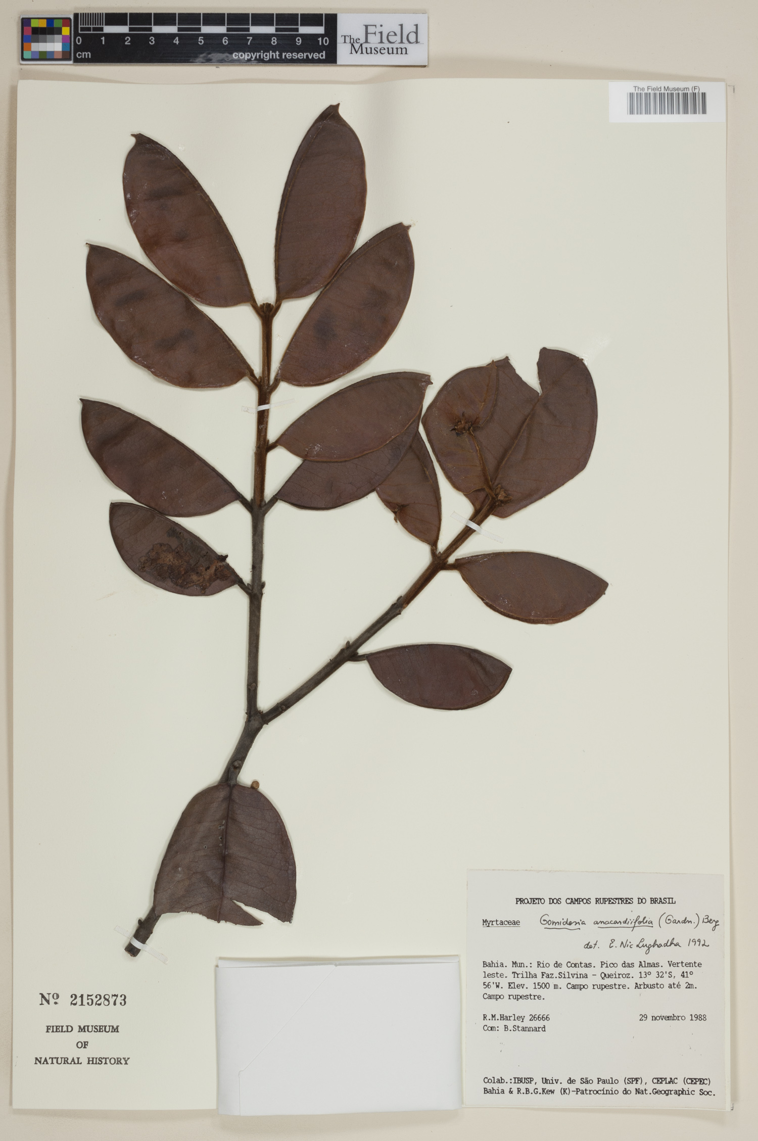 Gomidesia anacardiifolia image