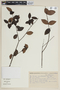 Gomidesia banisteriifolia image