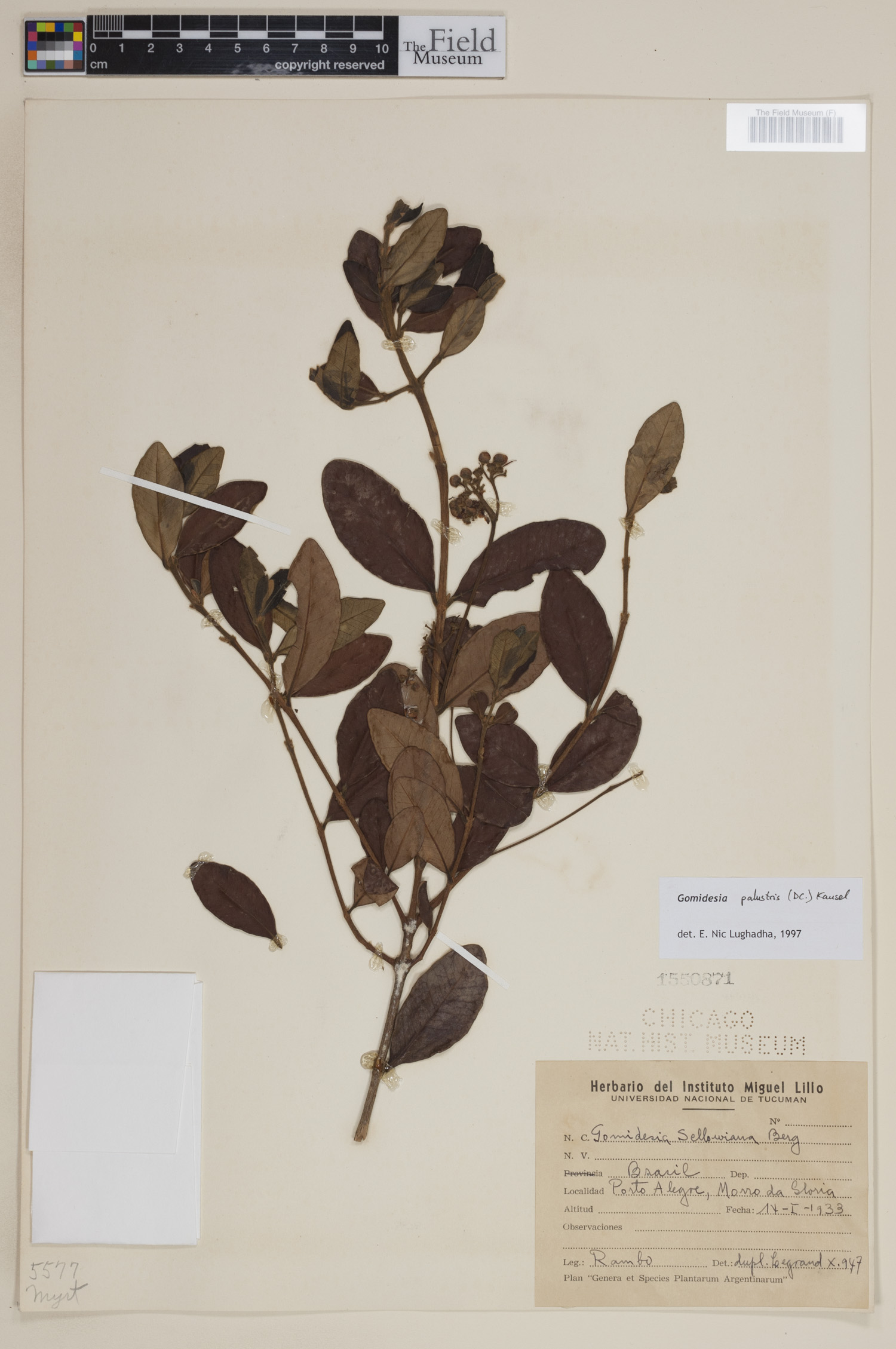 Gomidesia palustris image