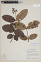 Gomidesia pubescens image
