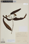 Gomidesia reticulata image