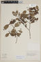 Gomidesia sellowiana image