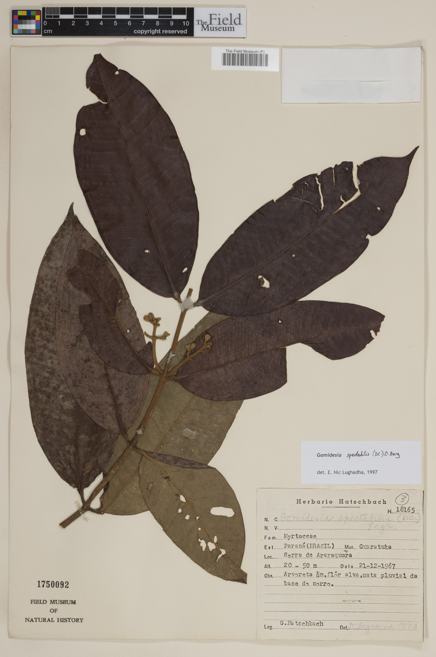 Gomidesia spectabilis image