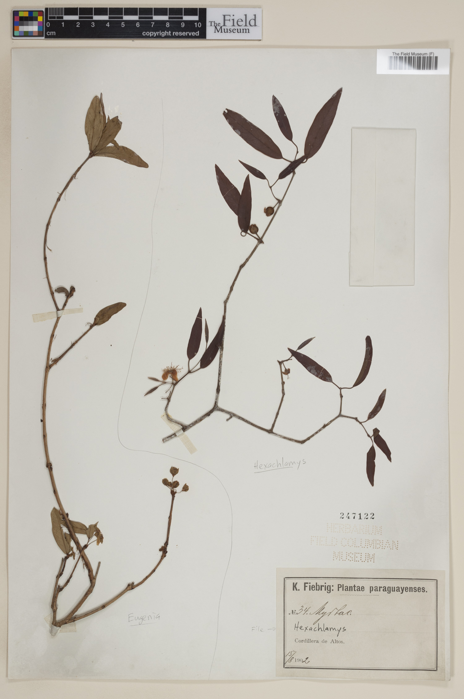 Hexachlamys