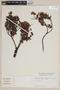 Luma apiculata image