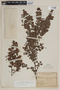 Luma apiculata image