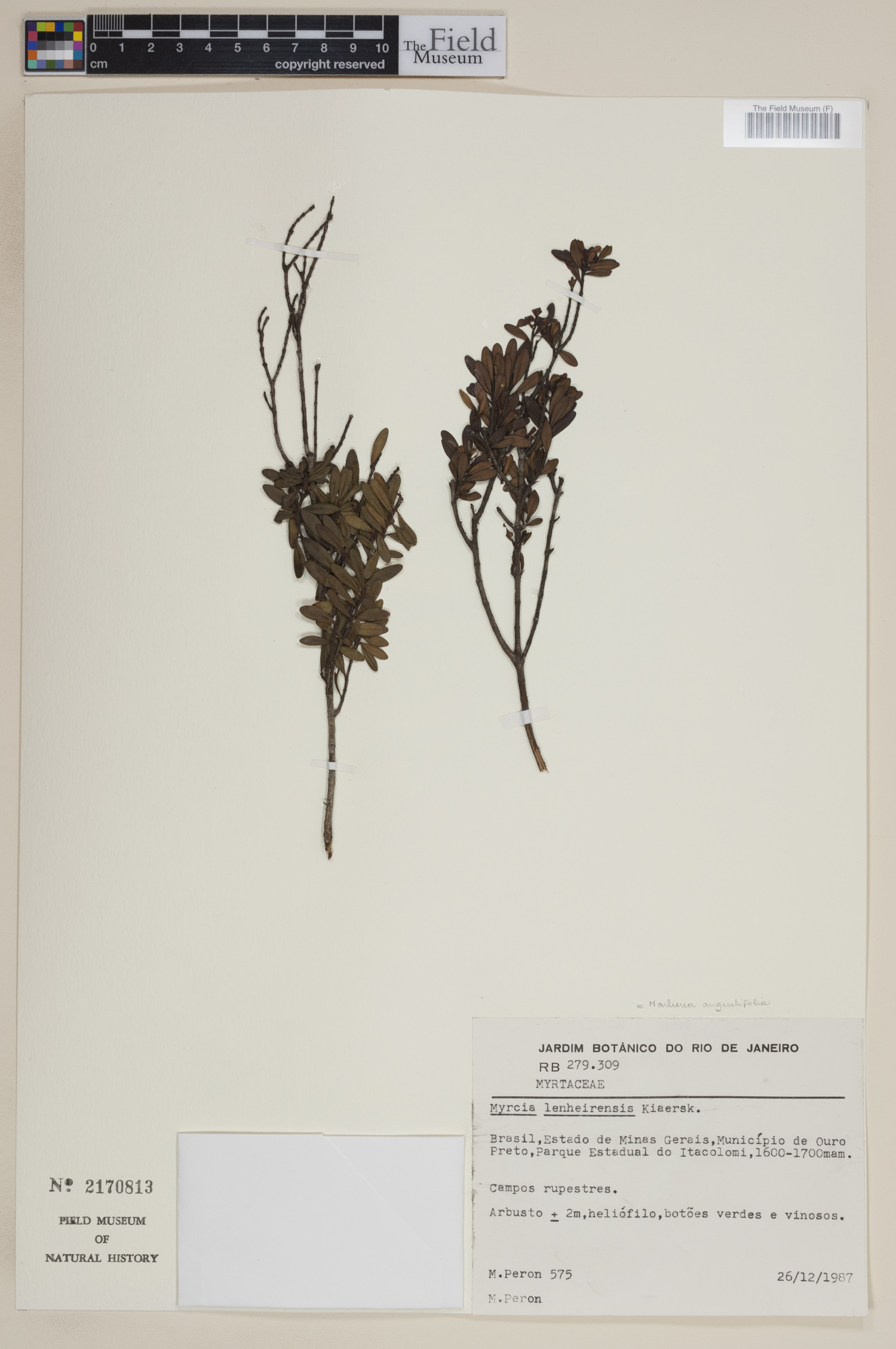 Marlierea angustifolia image