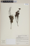 Marlierea angustifolia image