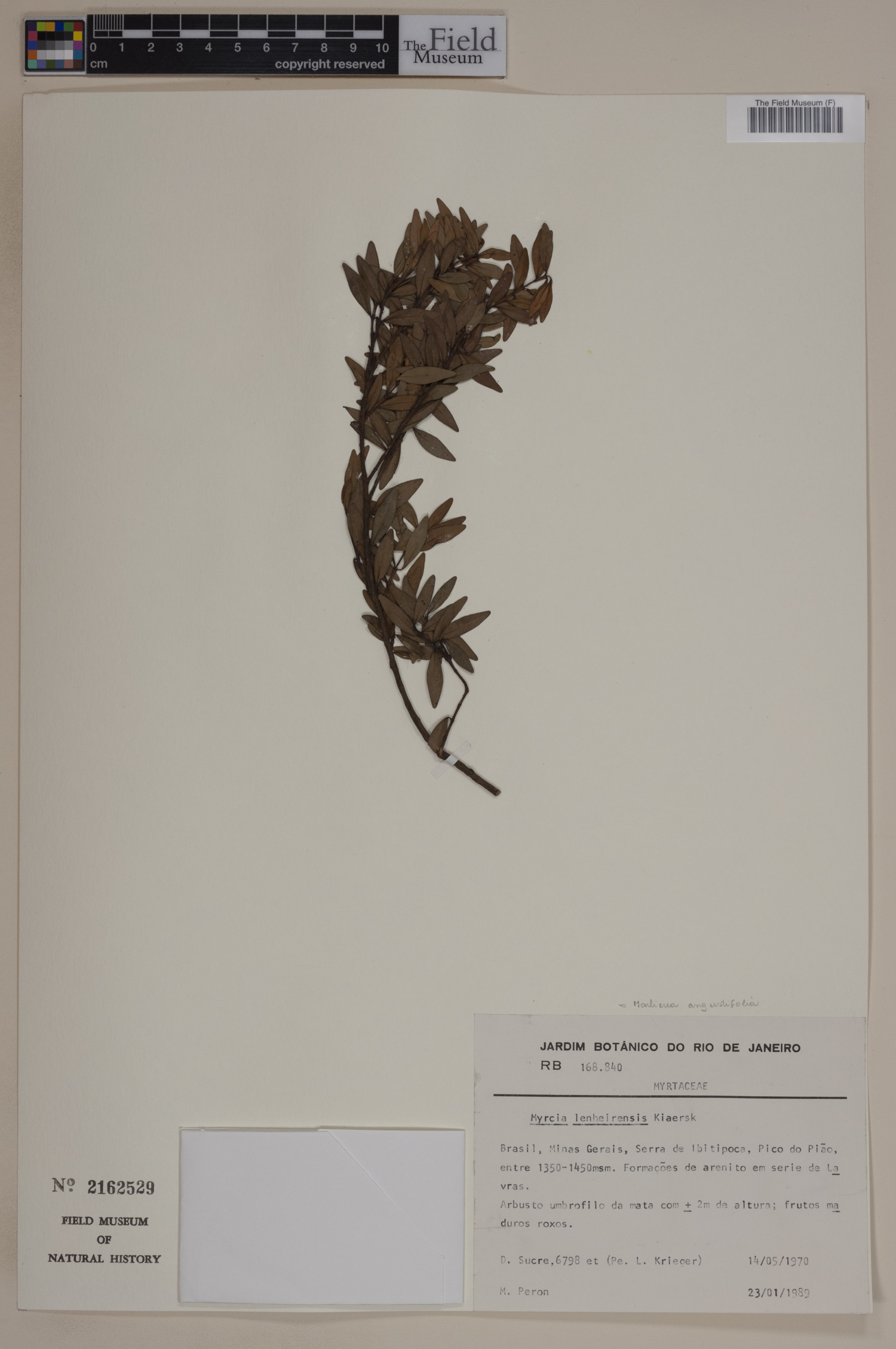 Marlierea angustifolia image