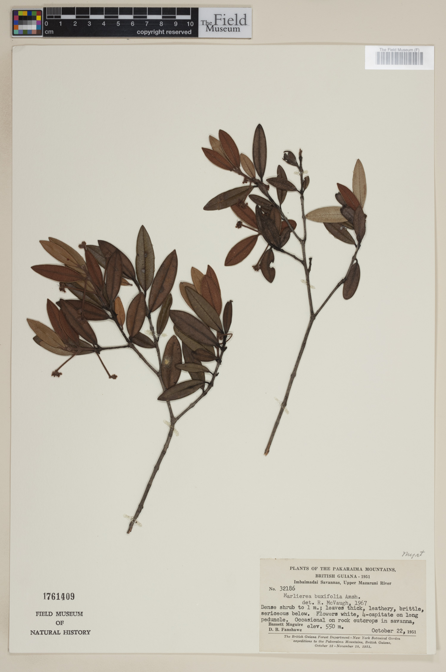 Marlierea buxifolia image