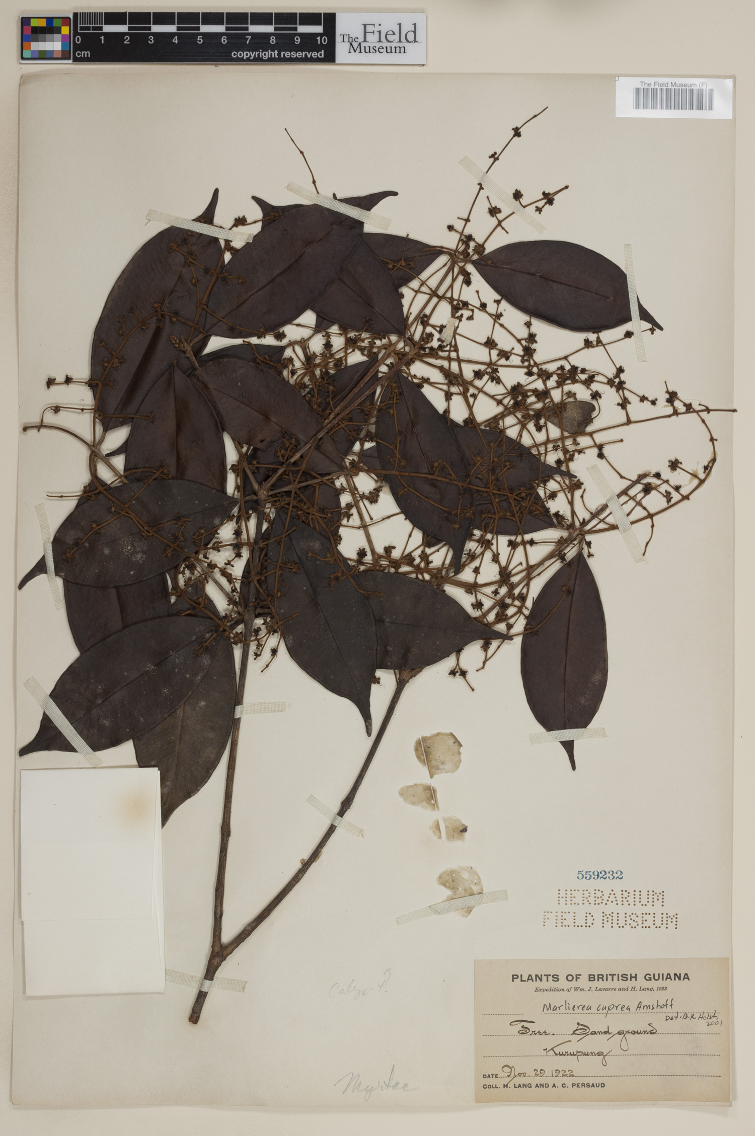 Marlierea cuprea image