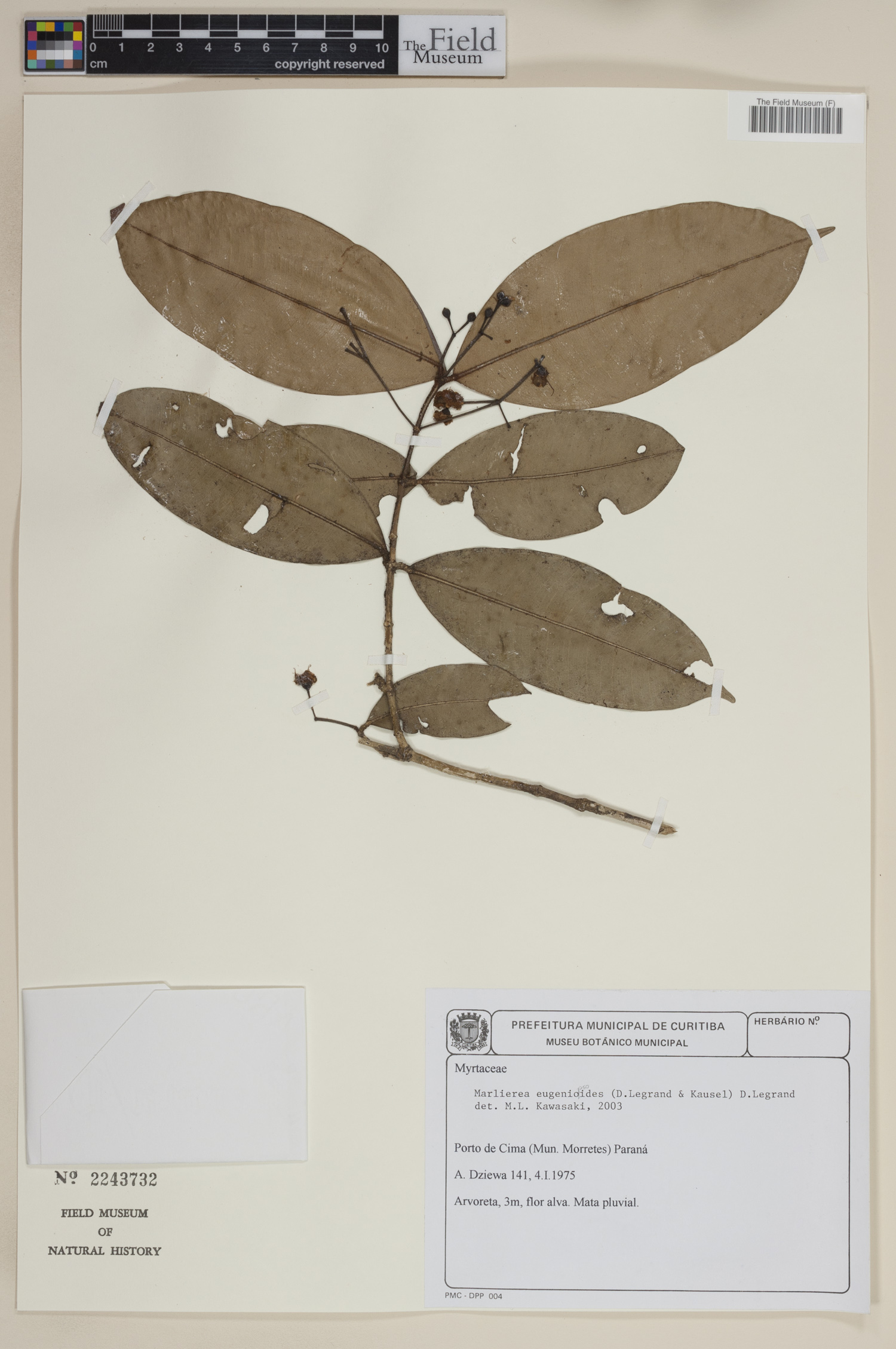 Marlierea eugeniopsoides image