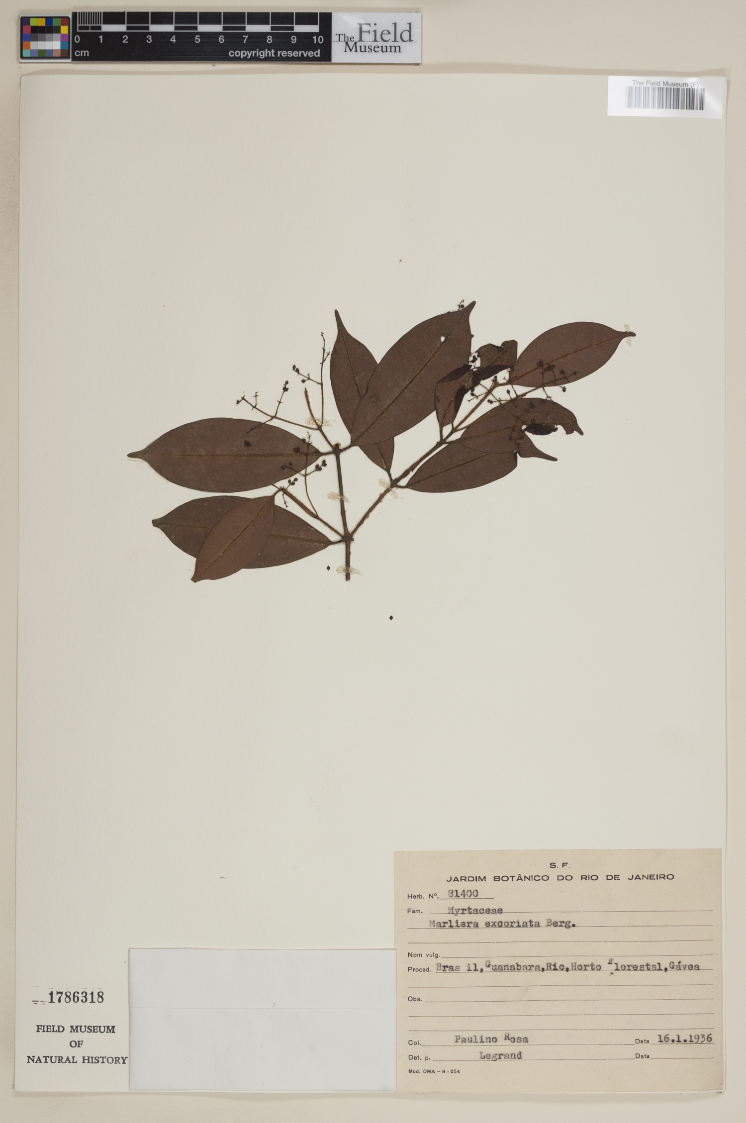 Marlierea excoriata image