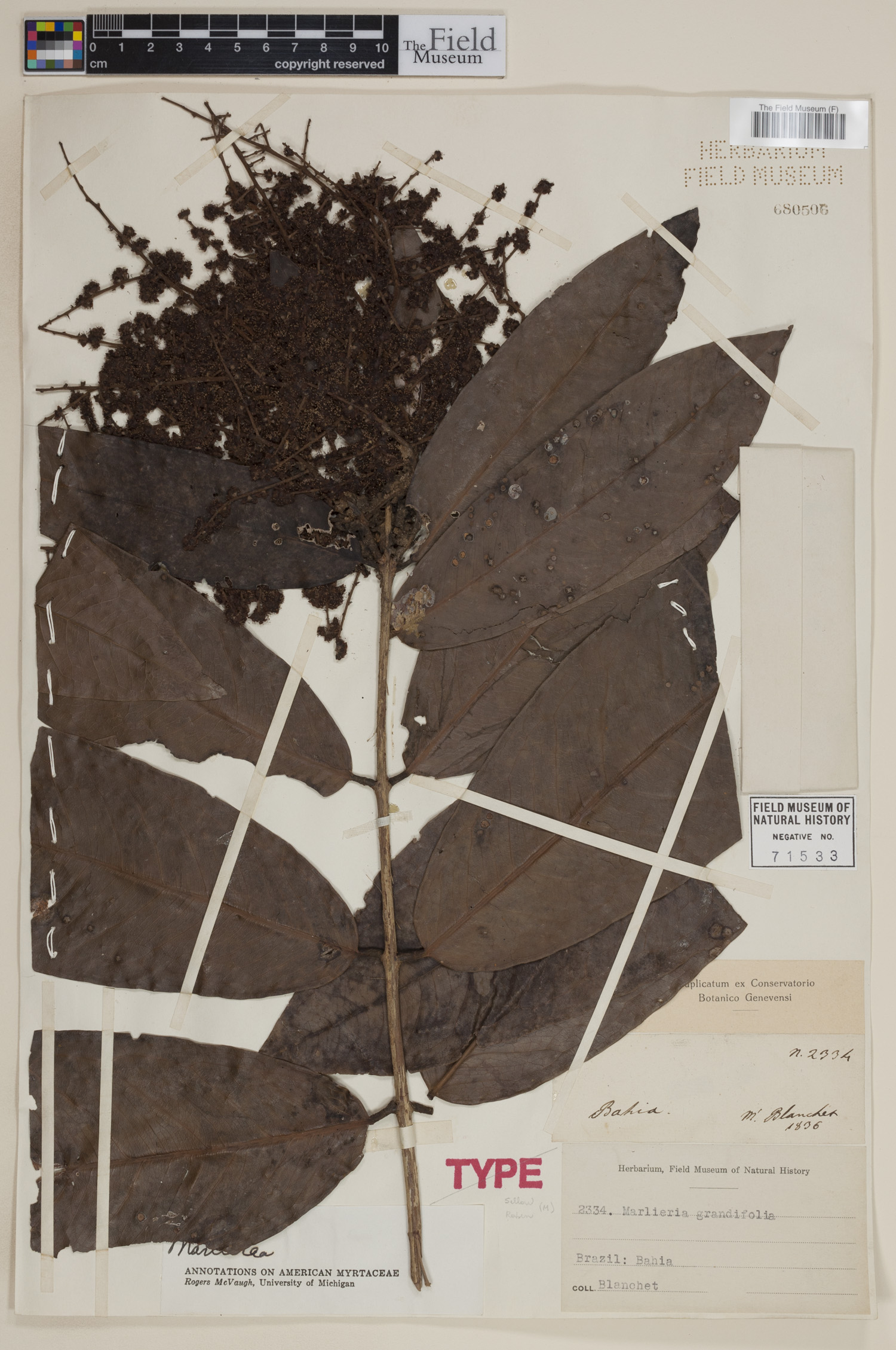 Marlierea grandifolia image