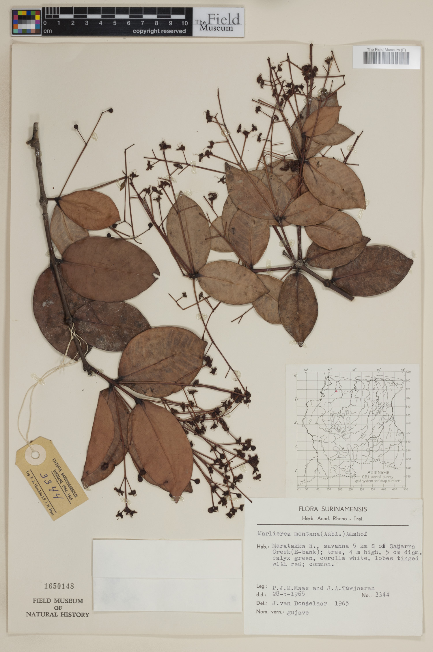 Marlierea montana image