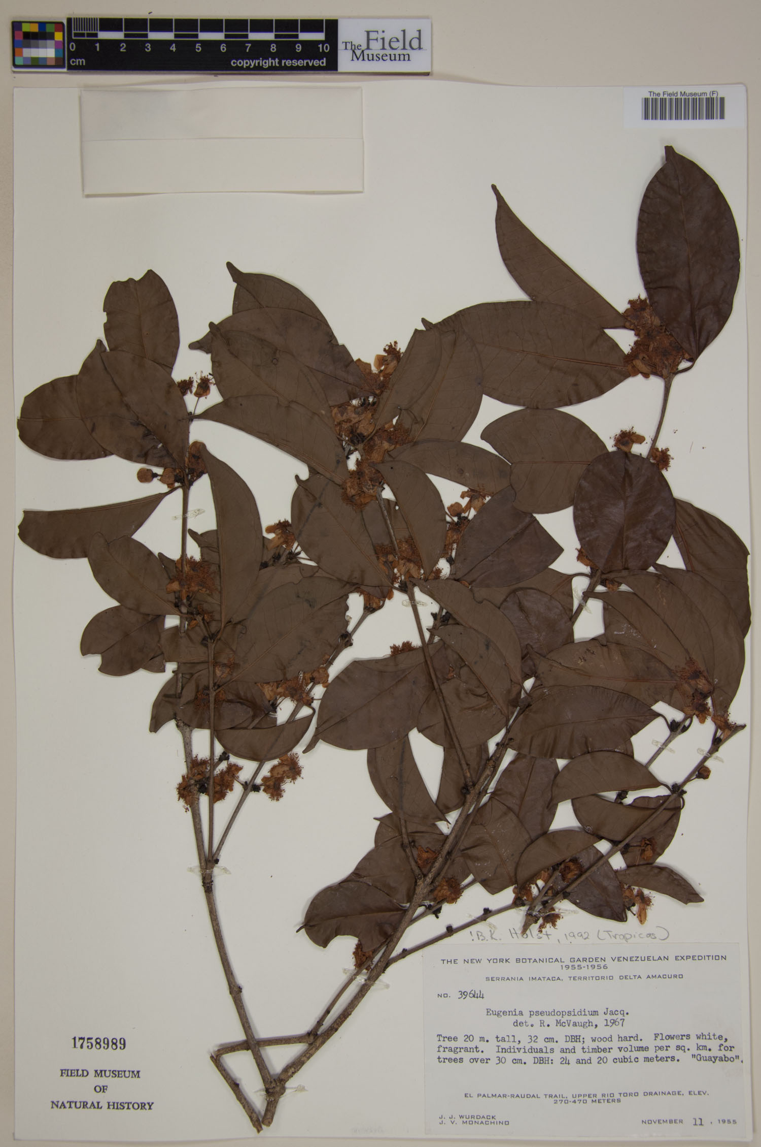 Eugenia pseudopsidium image