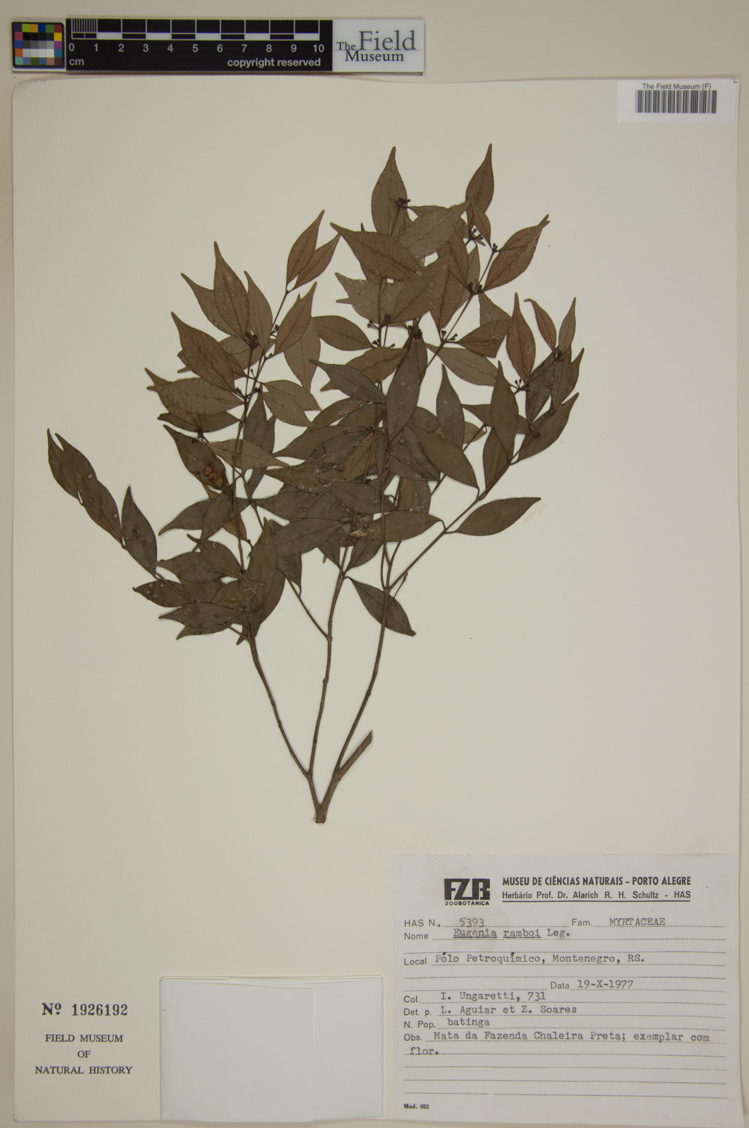 Eugenia ramboi image