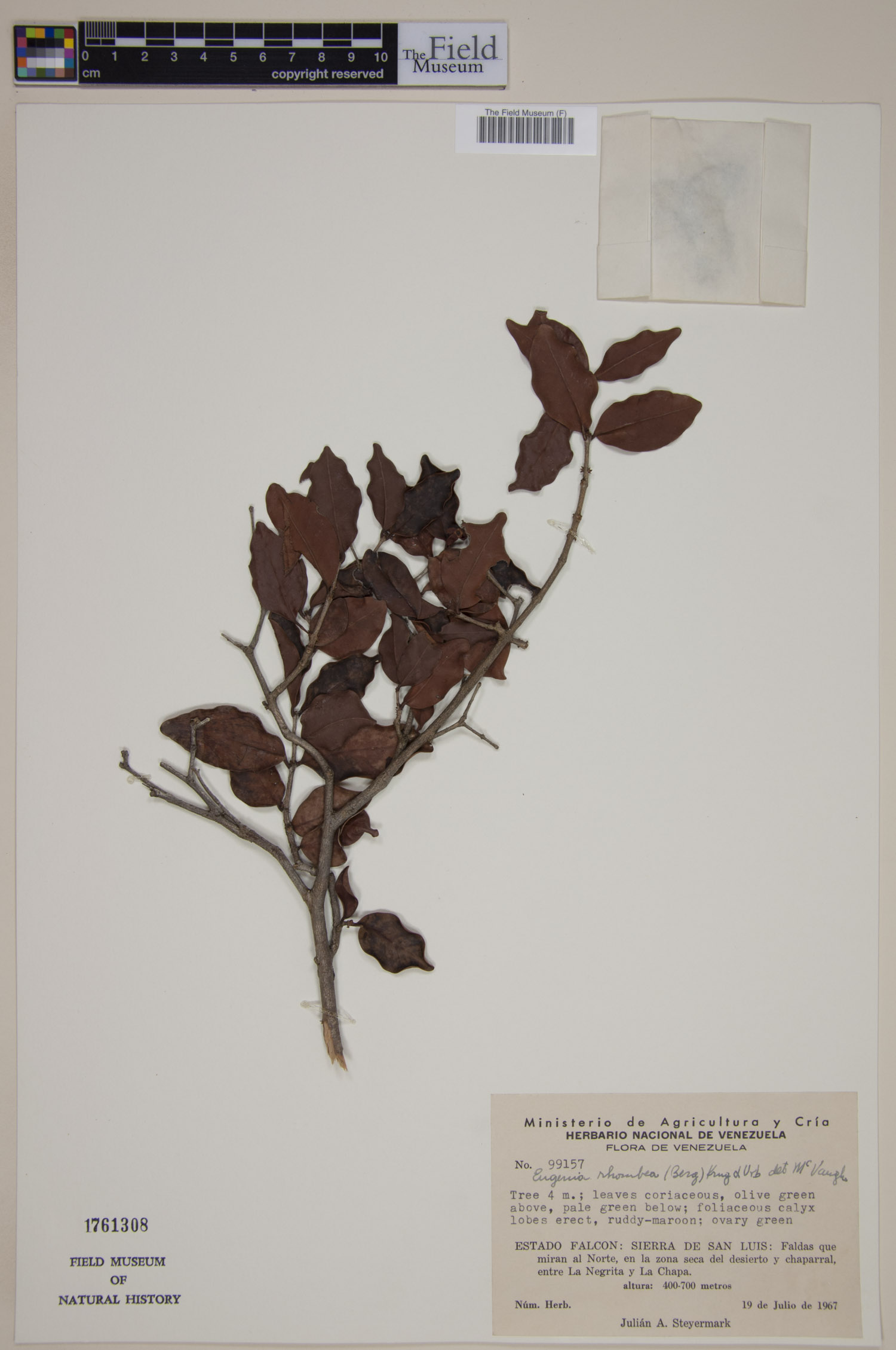 Eugenia rhombea image