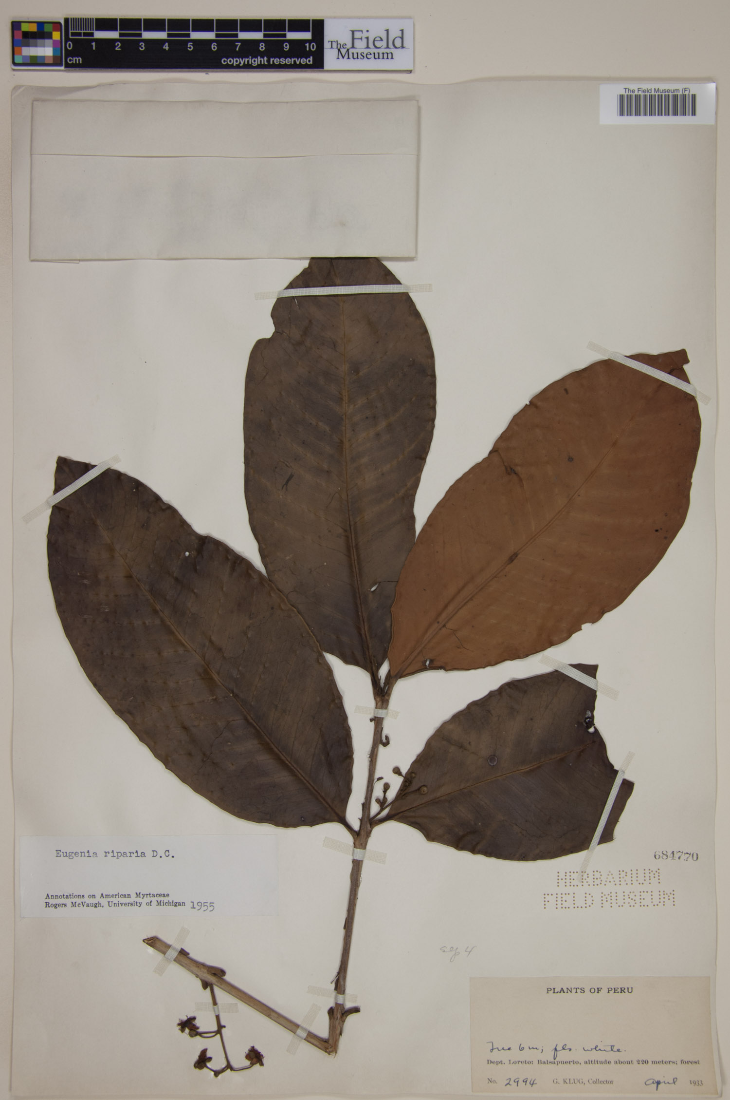 Eugenia patens image