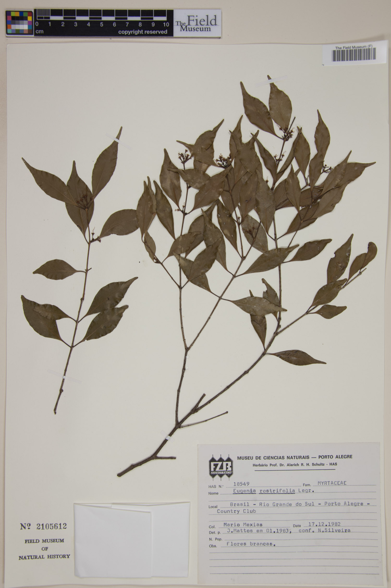 Eugenia rostrifolia image