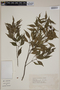 Eugenia rostrifolia image