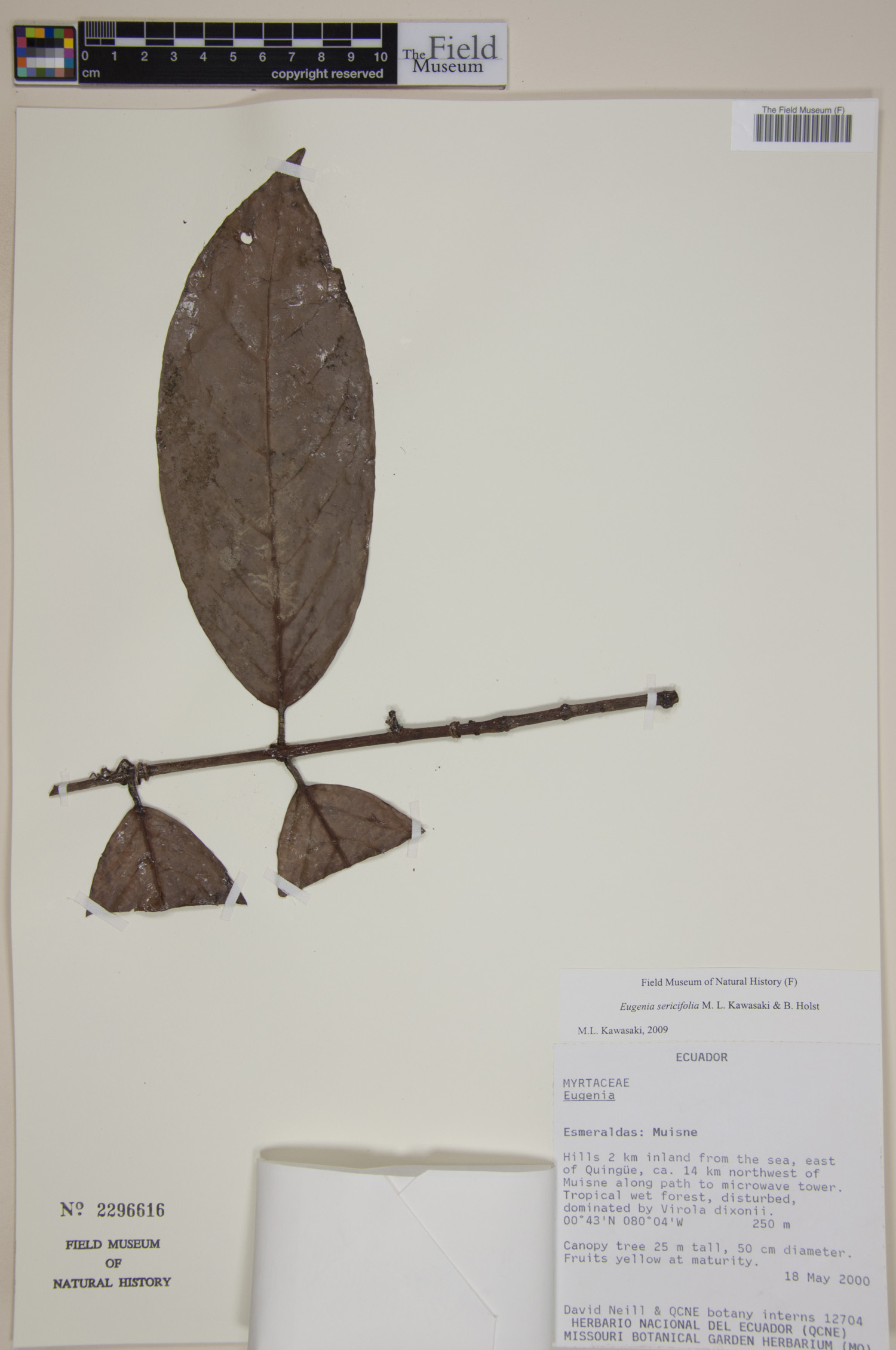 Eugenia sericifolia image