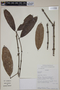 Eugenia sericifolia image