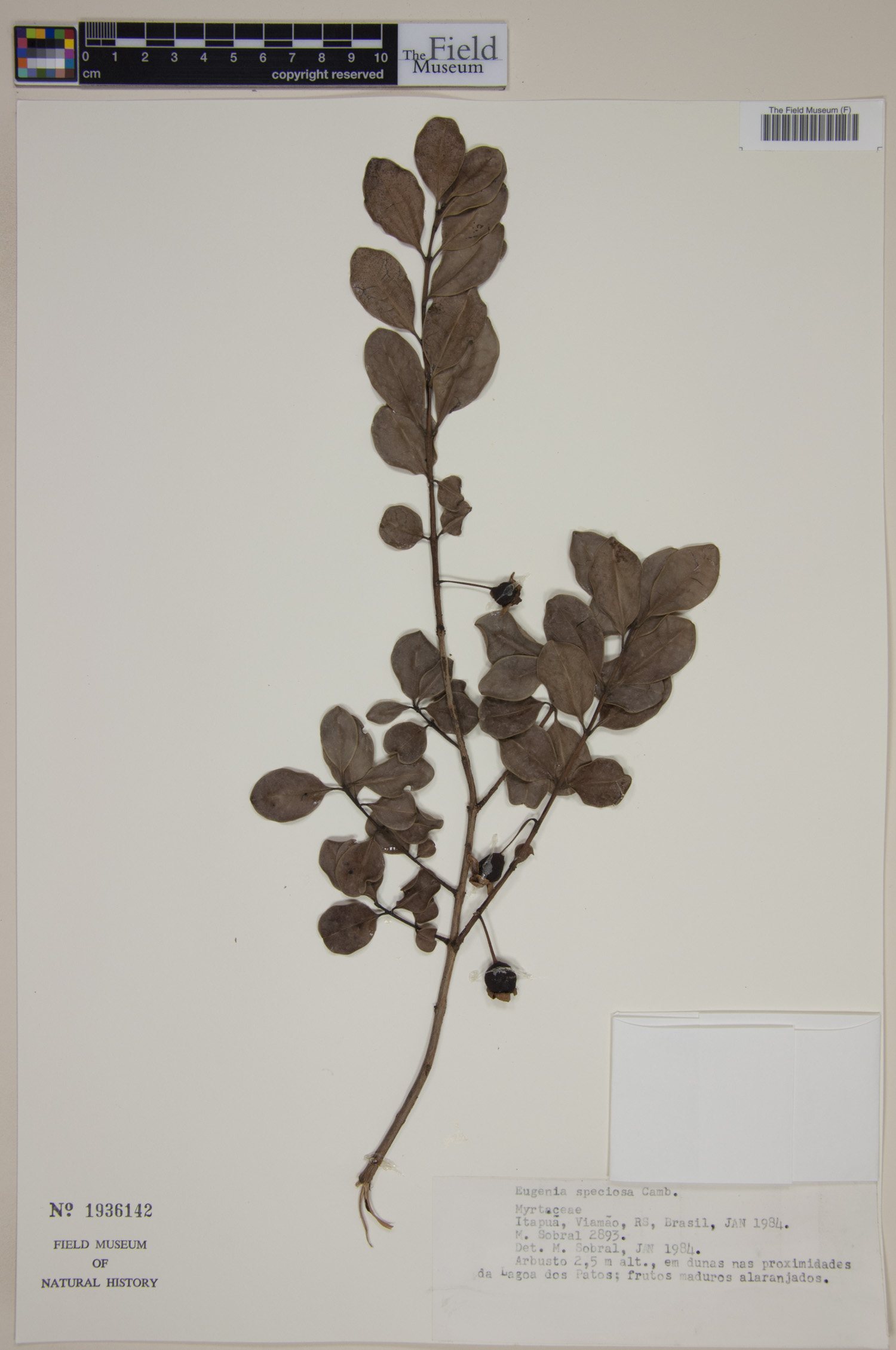 Eugenia speciosa image