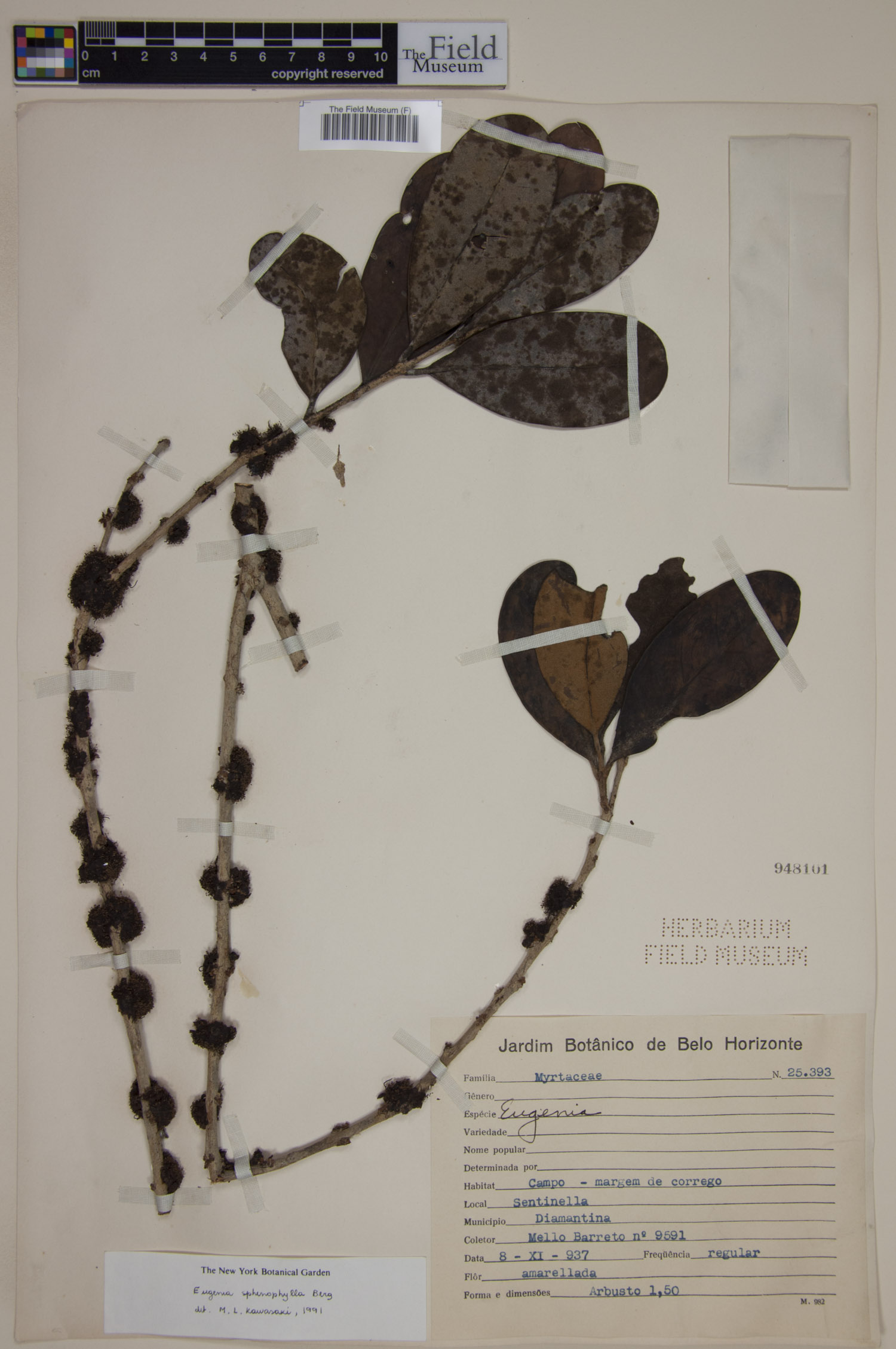 Eugenia dodonaeifolia image