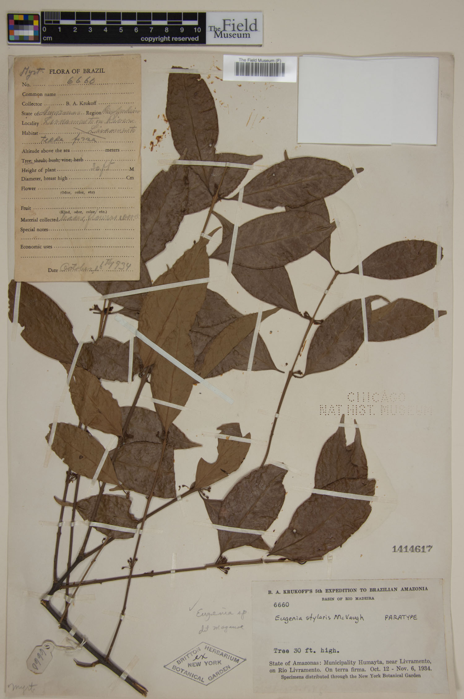 Eugenia stylaris image
