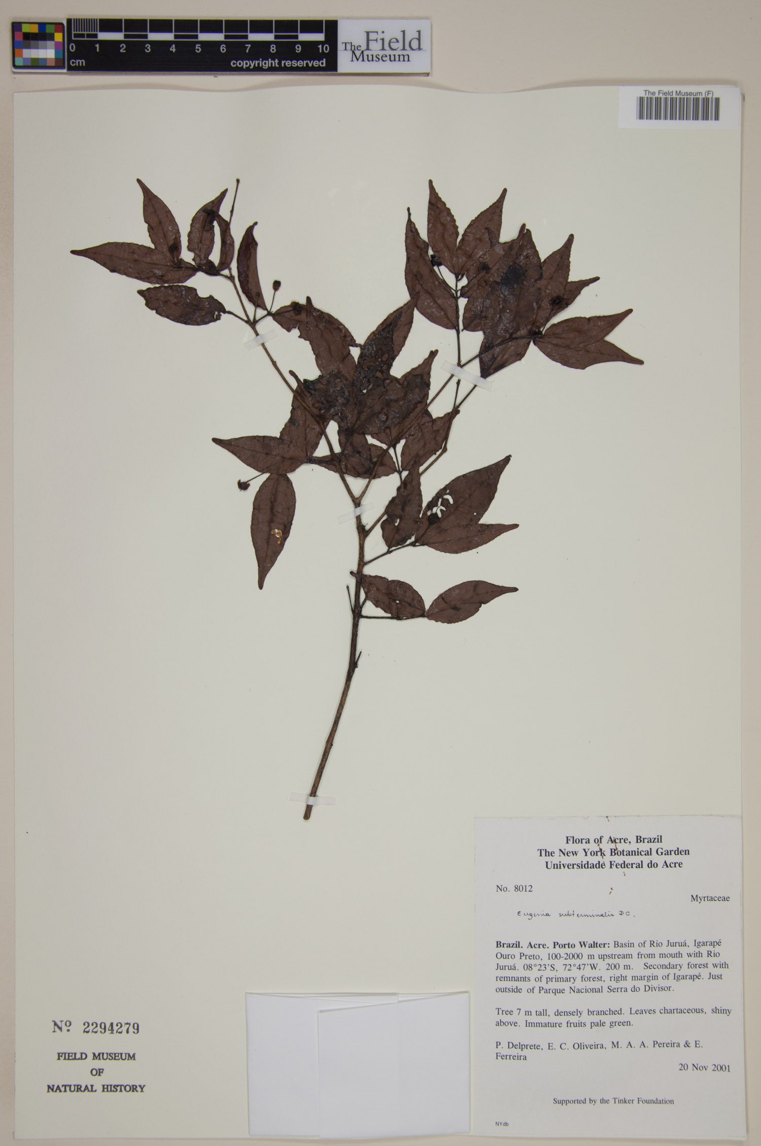 Eugenia subterminalis image