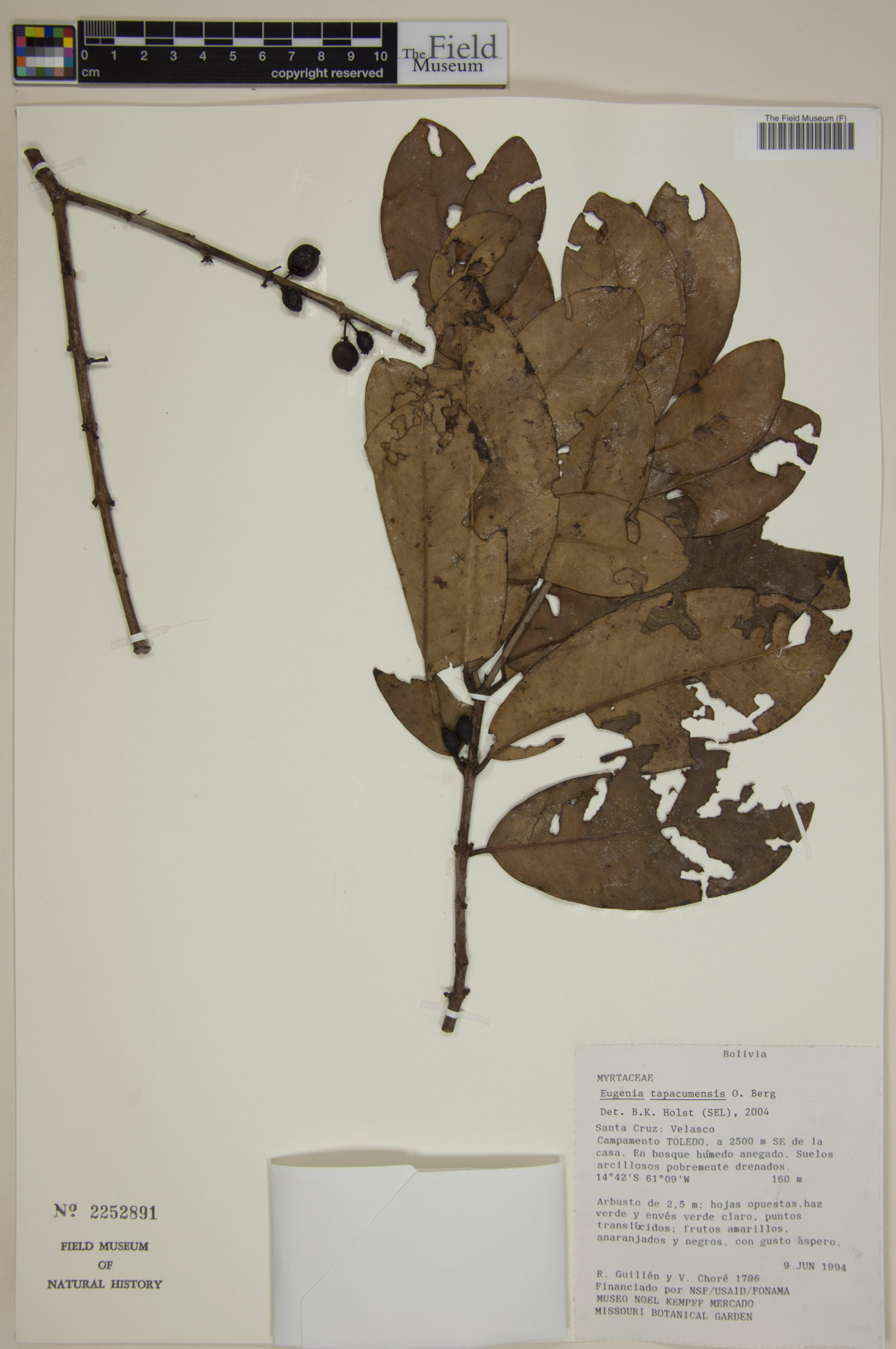 Eugenia tapacumensis image