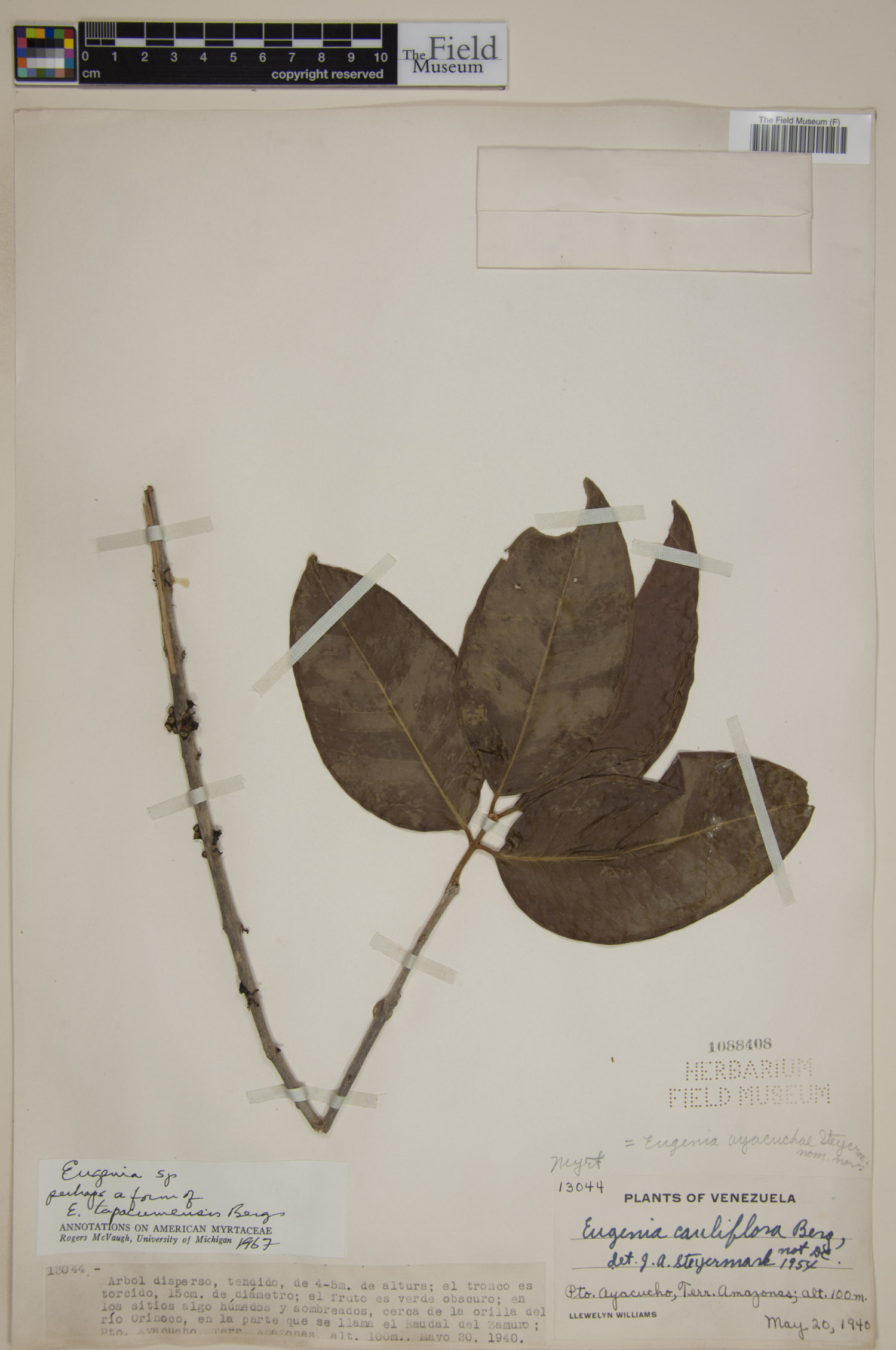 Eugenia tapacumensis image