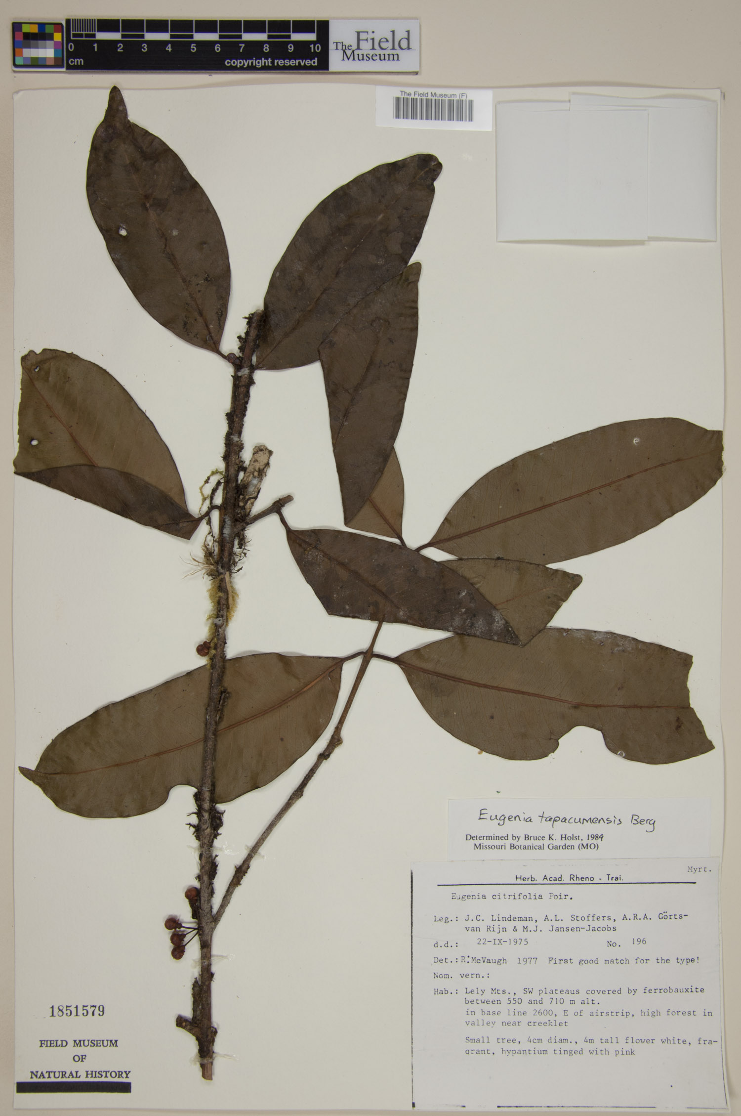 Eugenia tapacumensis image