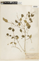 Eugenia uniflora image