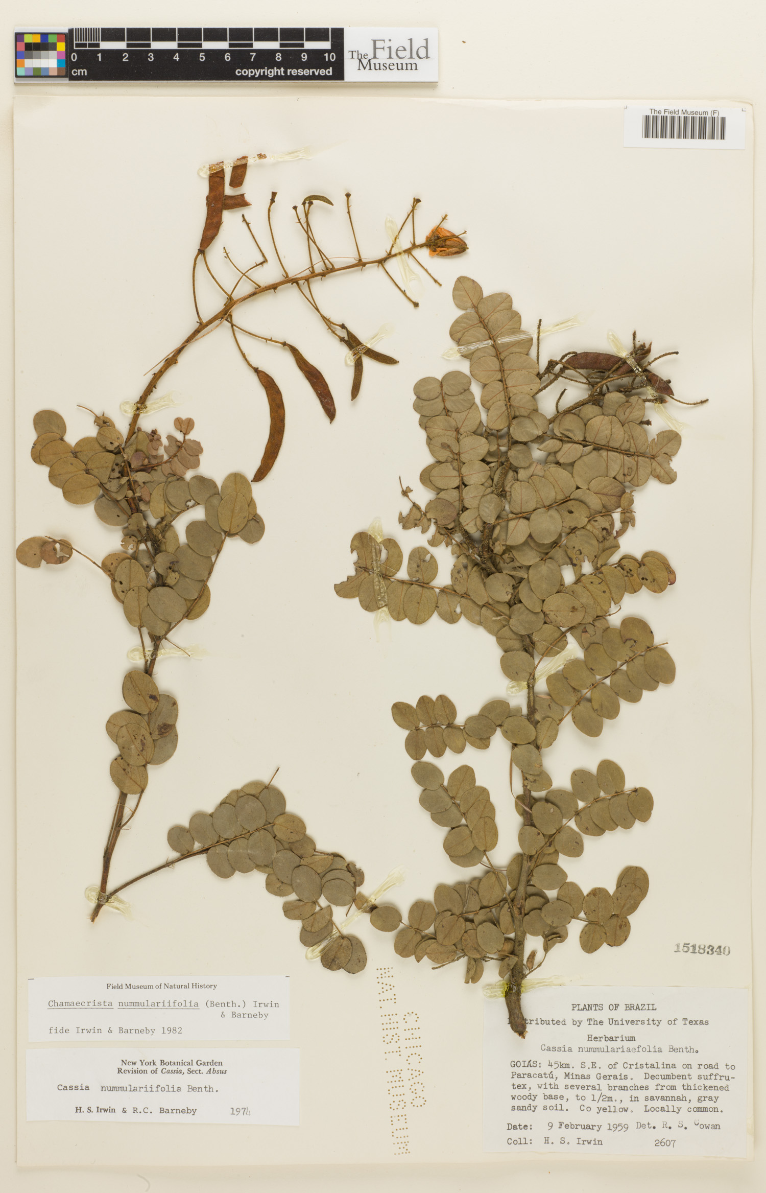 Chamaecrista nummulariifolia image