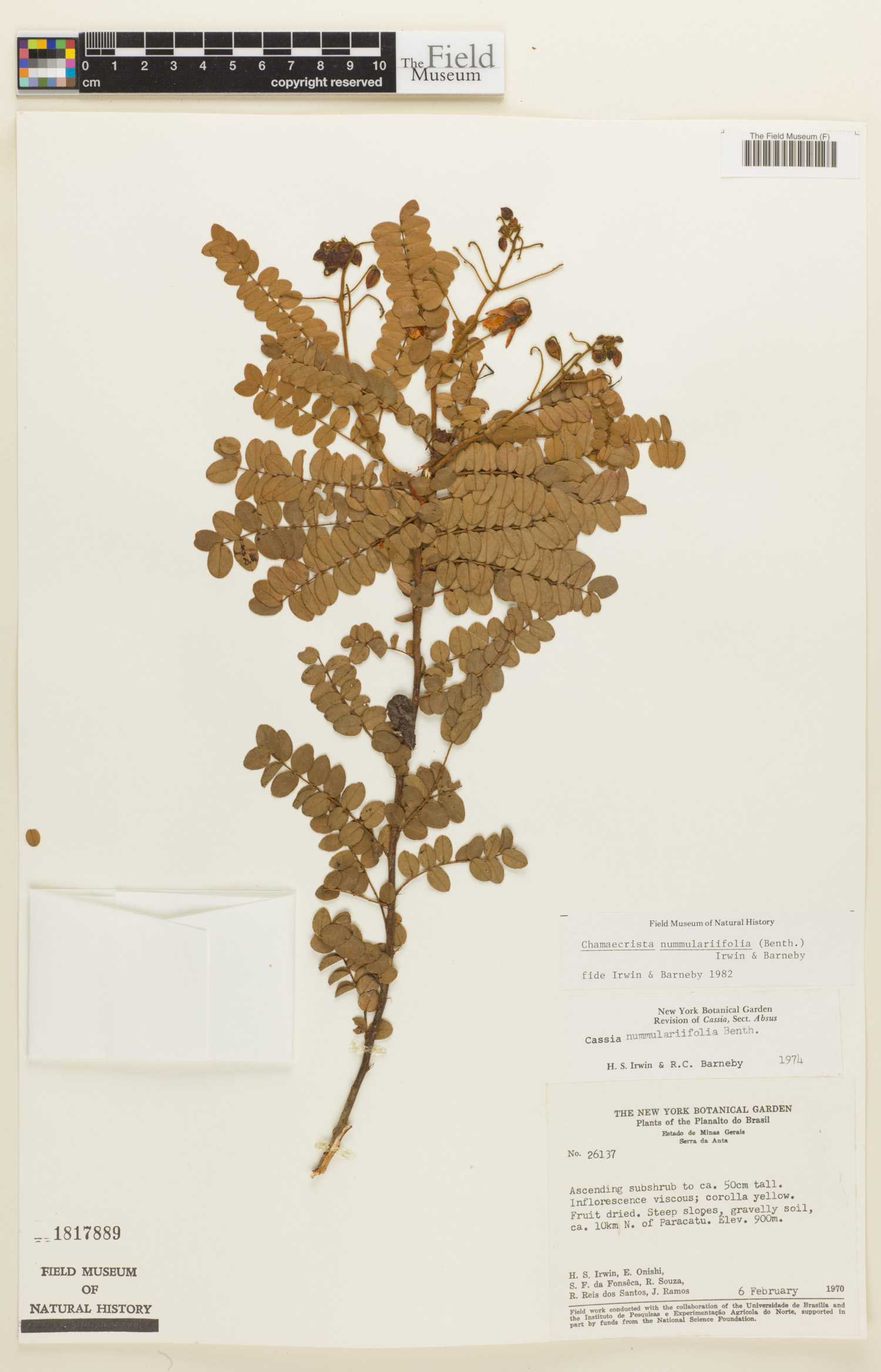 Chamaecrista nummulariifolia image