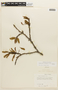 Chamaecrista olesiphylla image