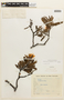Chamaecrista olesiphylla image