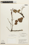 Chamaecrista orbiculata image