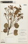 Chamaecrista orbiculata image