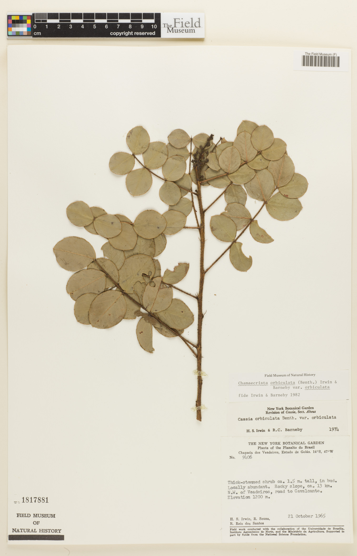 Chamaecrista orbiculata var. orbiculata image