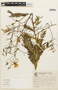 Chamaecrista paniculata image