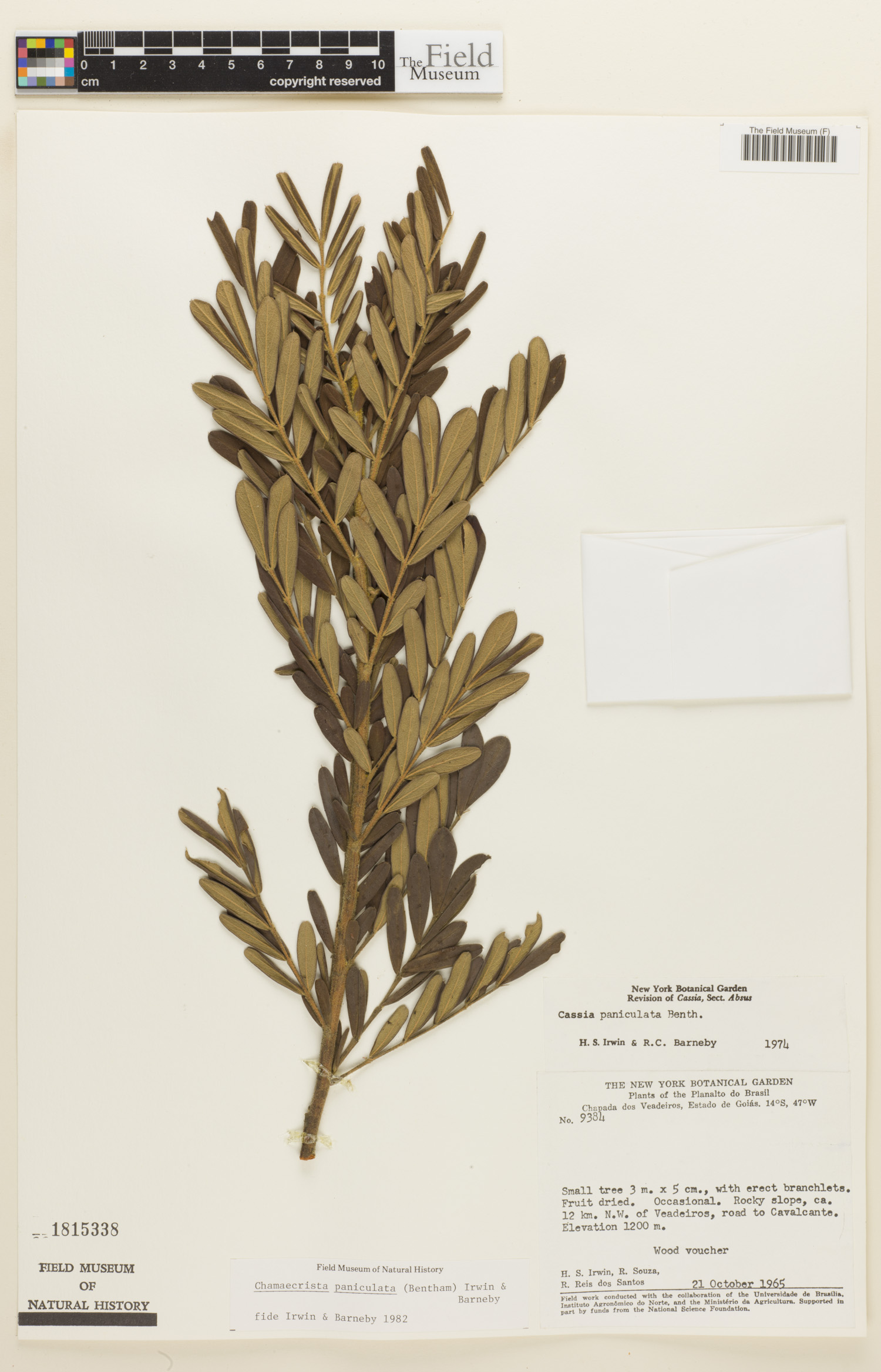 Chamaecrista paniculata image