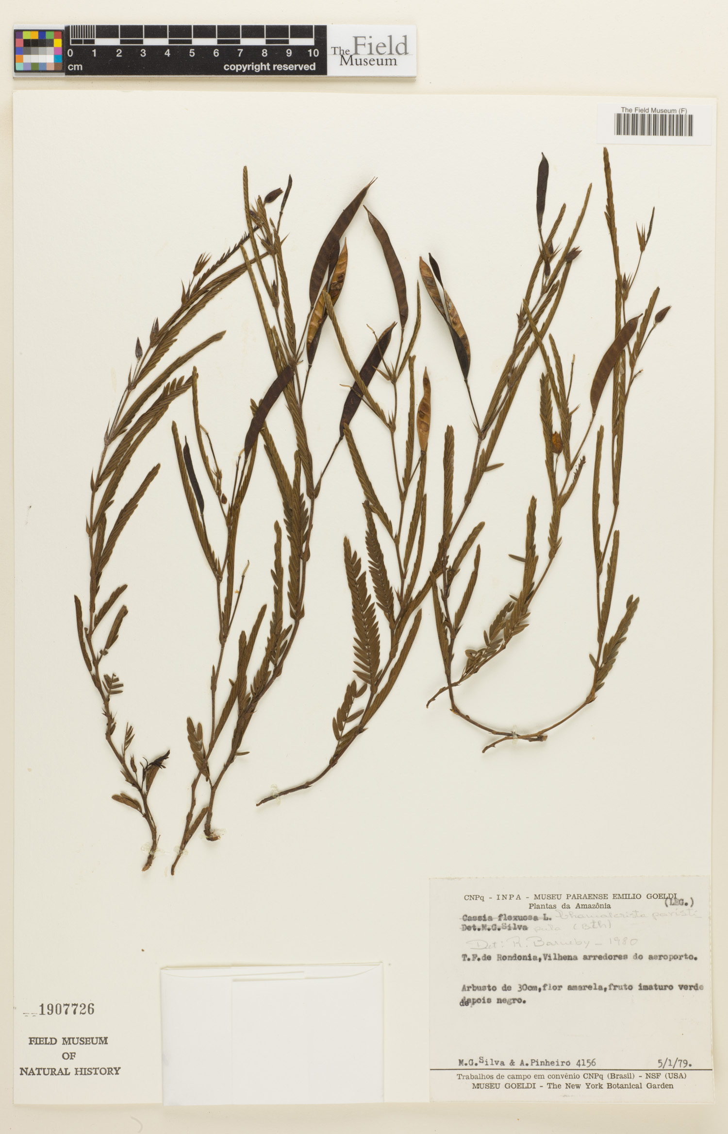 Chamaecrista parvistipula image
