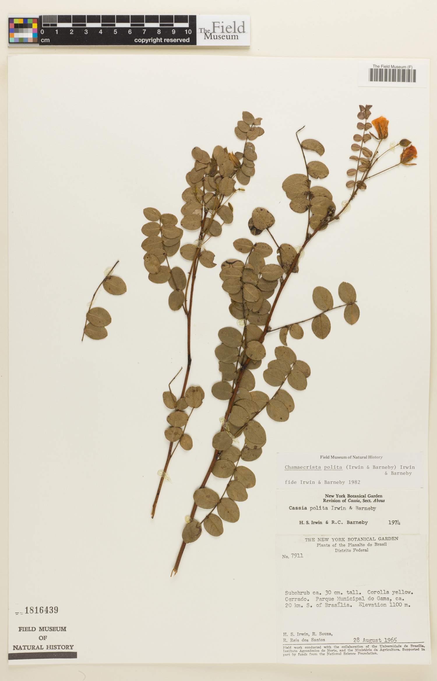Chamaecrista polita image