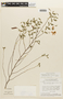 Chamaecrista ramosa var. erythrocalyx image